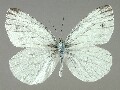 p_napi-e_5