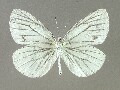p_napi-e_6