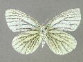 p_napi-e_4