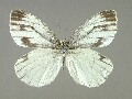p_napi-e_7