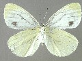 p_napi-e_8