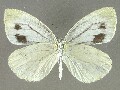 p_melete-e_8