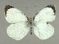 p_brassicae-e_1