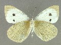 p_brassicae-e_2