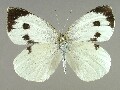 p_brassicae-e_3