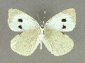 p_brassicae-e_4
