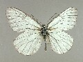 a_crataegi-e_1