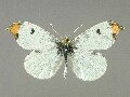 a_scolymus-e_1