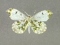 a_scolymus-e_2