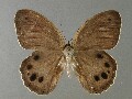 n_schrenckii-e_1
