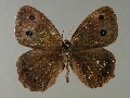 m_dryas-e_1