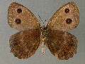 m_dryas-e_2