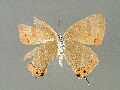 j_lutea-e_2