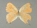 j_saepestriata-e_1