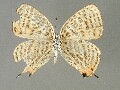 j_saepestriata-e_2