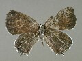 a_attilia-e_1