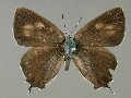 n_japonicus-e_3
