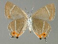 n_japonicus-e_4