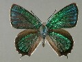 n_japonicus-e_1