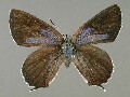 n_japonicus-e_5