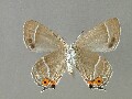 n_japonicus-e_6