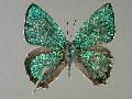 c_brillantinus-e_1