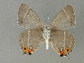 c_brillantinus-e_2