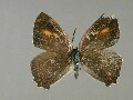 c_brillantinus-e_3
