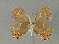c_brillantinus-e_4