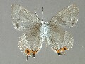 f_aurorinus-e_2