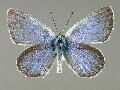 g_lycormas-e_1