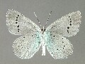 g_lycormas-e_2