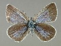 g_lycormas-e_3