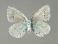 g_lycormas-e_4