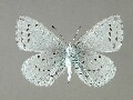 c_argiolus-e_2