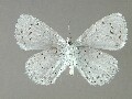 c_argiolus-e_4
