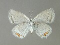 e_argiades-e_4