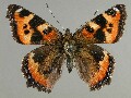 a_urticae_1