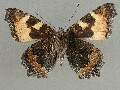 a_urticae_2