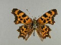 p_c-album_1