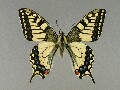 p_machaon_1