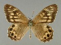 z_callipteris_1
