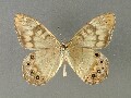 z_callipteris_2