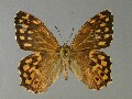 n_niphonica_1