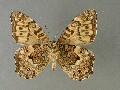 n_niphonica_2