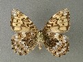 n_niphonica_4
