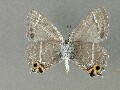 c_smaragdinus_2
