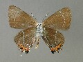 s_w-album_2