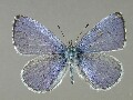 c_argiolus_1