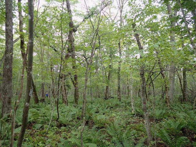 Tomakomai_BL_plot